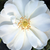 Biela - Pôdopokryvná ruža - White Flower Carpet